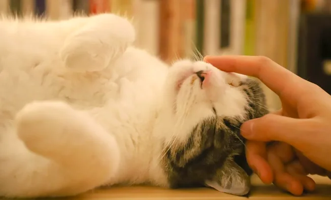Il gatto mordicchia, ecco che cosa significa